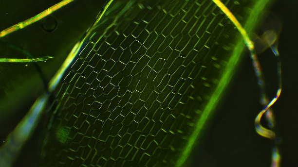 苔藓叶，显微镜放大图片下载