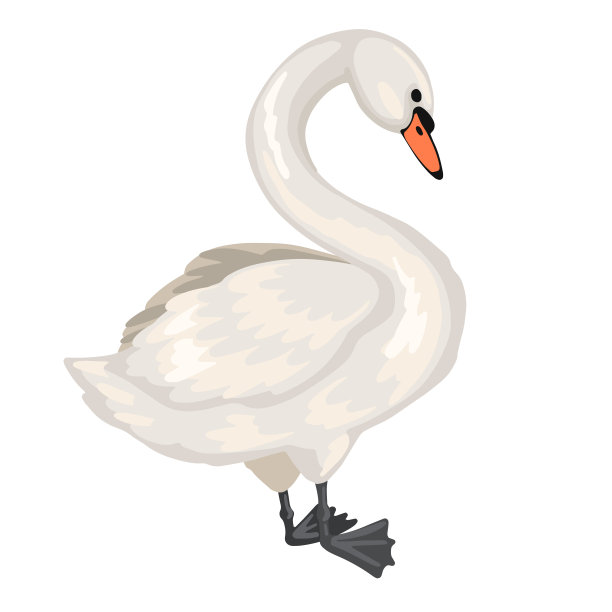 白色的天鹅。矢量动物卡通孤立插图图片下载