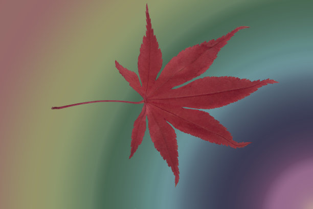 日本红枫叶上的色彩缤纷的背景图片下载