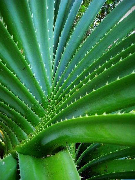 曼苏尔岛多刺露兜的叶子特写图片下载