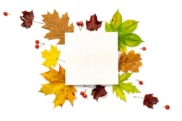 秋叶背景。干燥的绿叶，黄叶和红浆果的形状框架孤立在白色背景空白文字。感恩节或万圣节的概念。图片下载