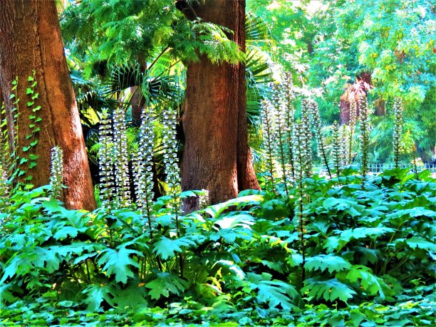 公园里美丽的花和树。图片下载