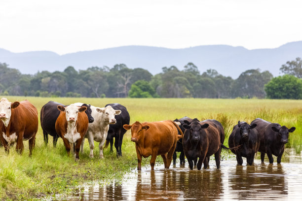 牛群站在湖中，冷却，背景与复制空间图片下载