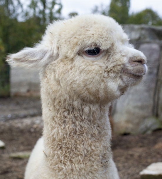 白色羊驼图片下载