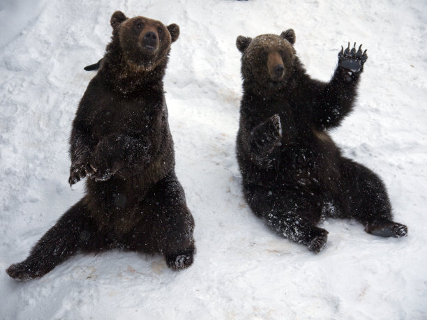 登别熊的欢迎问候图片下载