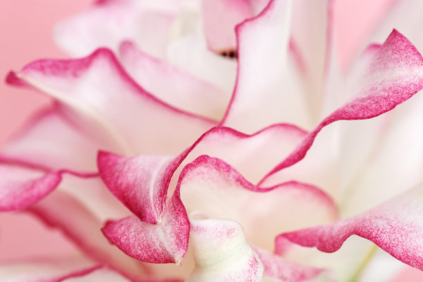 白色百合的花，合上花瓣上的牡丹百合是粉红色的。天然植物的背景。微距摄影。图片下载