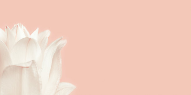 白色百合的花，合上花瓣上的牡丹百合是粉红色的。天然植物的背景。微距摄影。图片下载