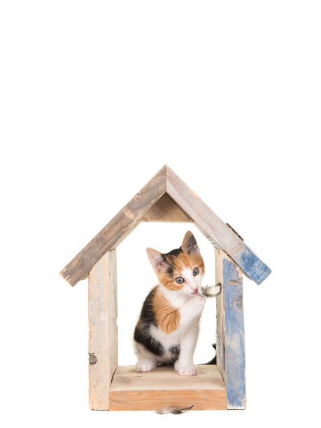 一只可爱的小猫咪在一个木制的鸟笼里玩着白色背景的羽毛图片下载