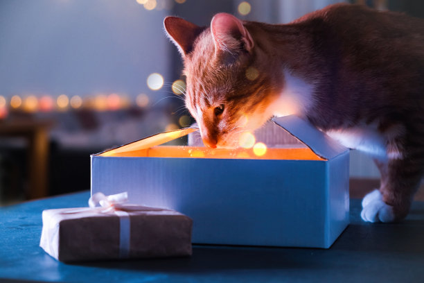 闪闪发光的圣诞礼盒，夜晚奇迹猫图片下载