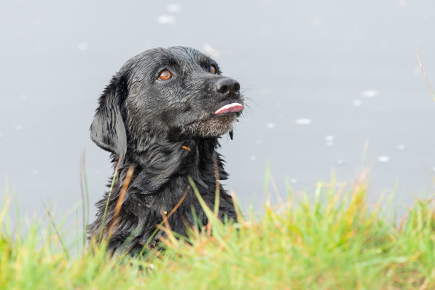 黑色拉布拉多图片下载