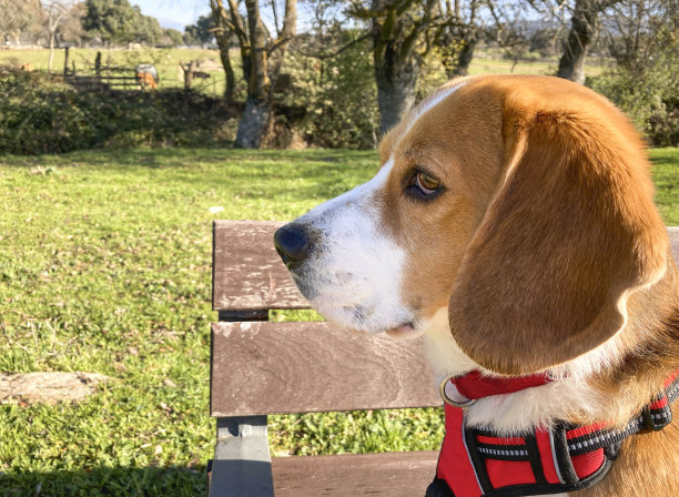 狗的肖像，看着专注，而坐在长椅上散步图片下载