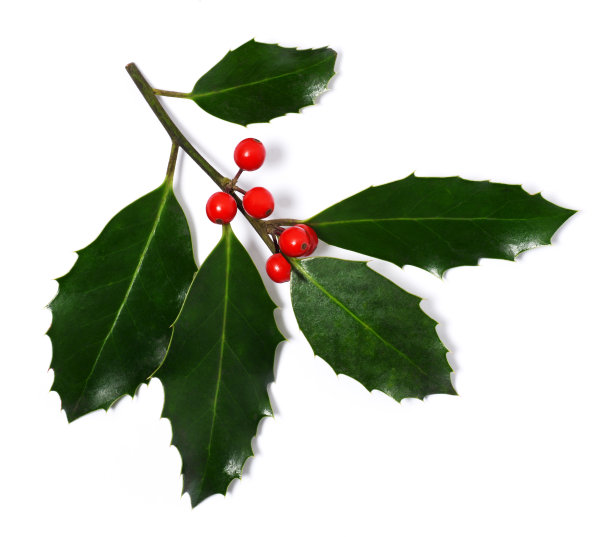 冬青浆果装饰图片下载