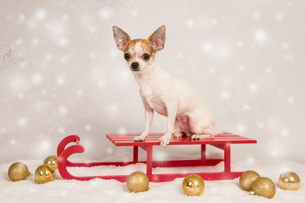 可爱的吉娃娃狗坐在一个红色的雪橇在圣诞设置作为圣诞卡片图片下载