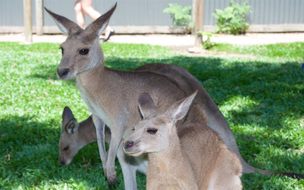 澳大利亚的袋鼠,紧贴图片下载