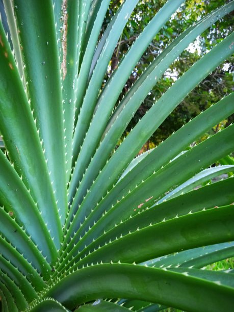 曼苏尔岛多刺露兜的叶子特写图片下载