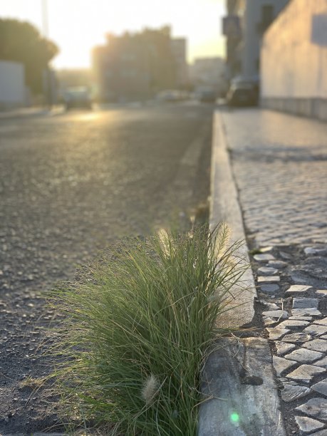 人行道上的植物——自然比城市更强大图片下载