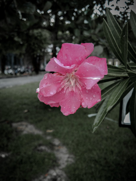 雨后粉红色的花图片下载