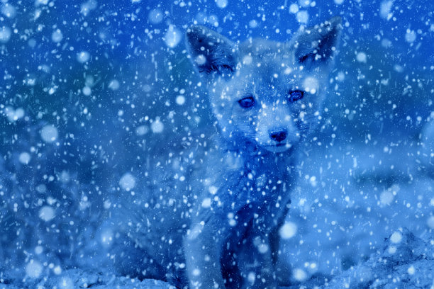 冬季和动物。雪下降。白色蓝色的自然背景。图片下载