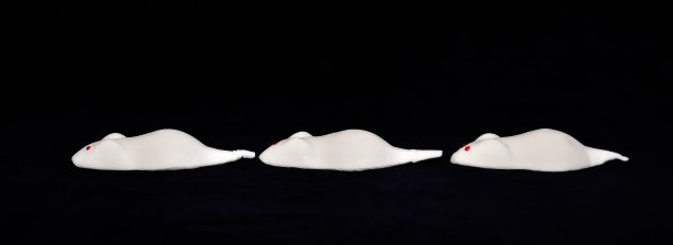 小白鼠从棉花糖中取出，泡沫糖，平铺在黑色的背景上图片下载