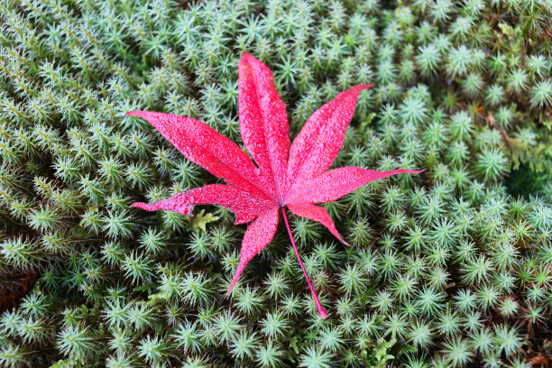 日本的秋叶图片下载