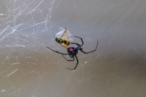 黑寡妇蜘蛛在网上收集黄蜂图片下载