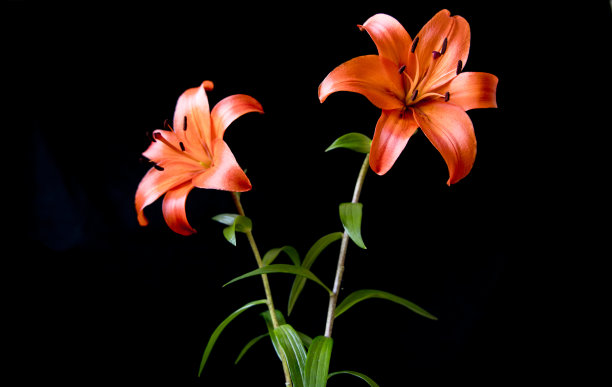 橙色百合在黑色的背景。母亲节或情人节的概念。还有同情和慰问概念图片下载