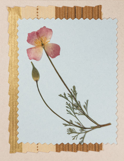 一束干花在彩色背景上。用于卡片、请柬、祝贺或问候。生态风格。剪贴簿的元素。干压花装饰、花束、胸花。图片下载