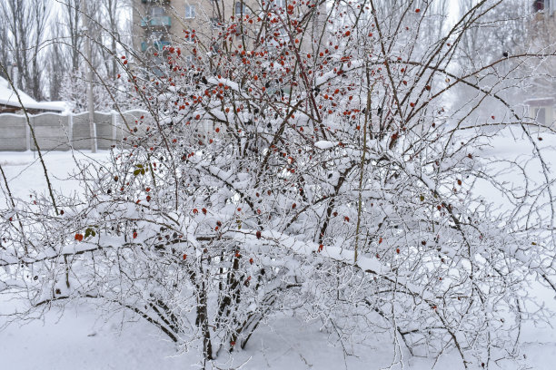 雪中的蔷薇丛图片下载