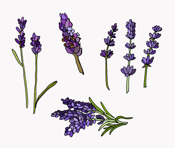 设置野花图片下载