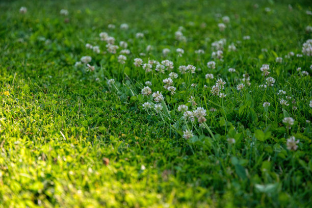 在绿色的春天的花园里割草图片下载
