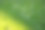 在绿色的春天的花园里割草图片下载