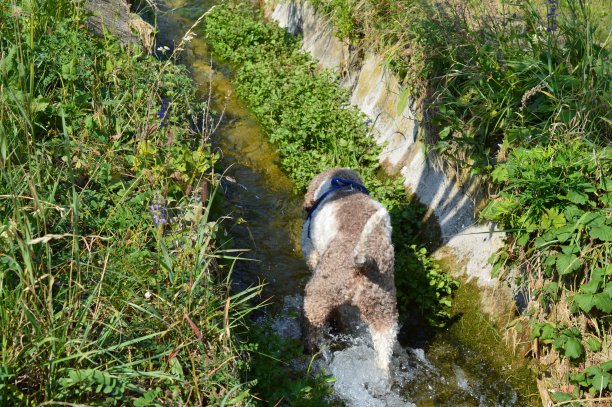 一只快乐的狗在水里玩耍图片下载