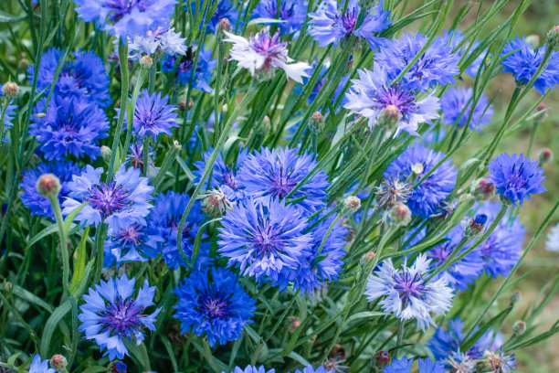 绿色背景上盛开的蓝色矢车菊。图片下载