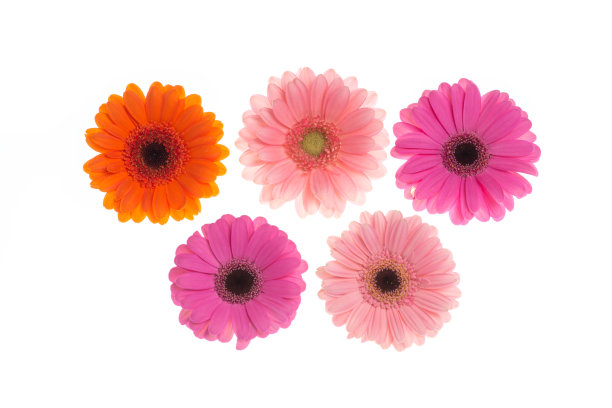 从俯视图看几朵非洲菊花图片下载