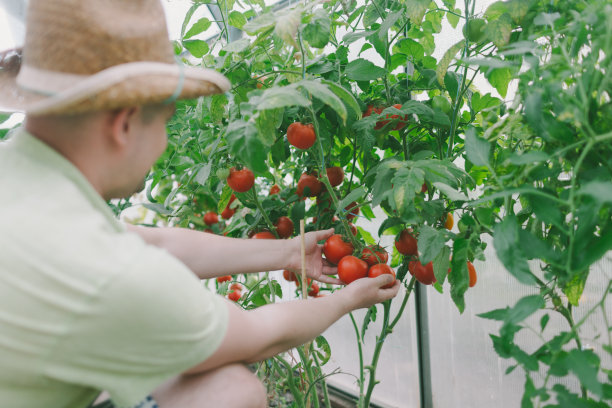农民手拿着西红柿的特写图片下载
