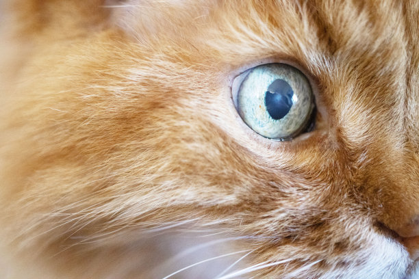 姜黄色猫的蓝眼睛是微距拍摄的图片下载