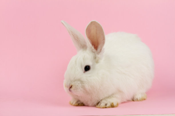 可爱的兔子图片素材ID：387598866