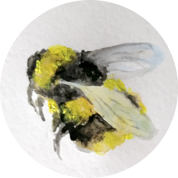 蜜蜂——大黄蜂图片下载