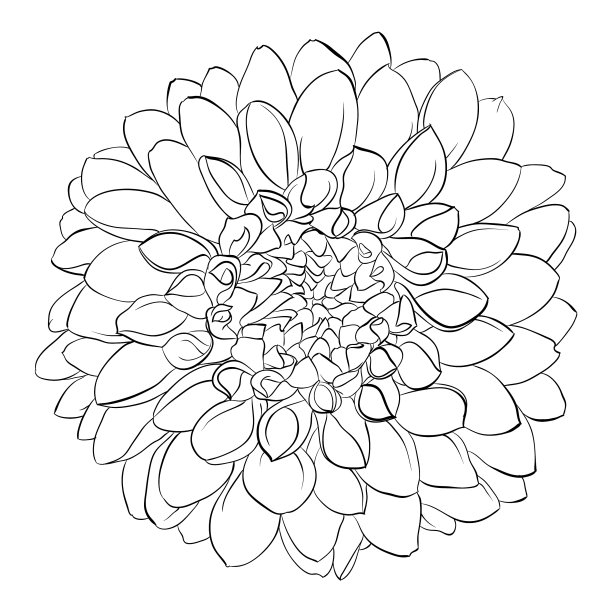 美丽的黑白大丽花图片下载