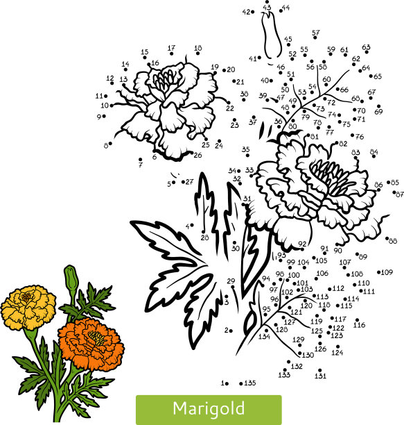 儿童数字游戏金盏花图片下载