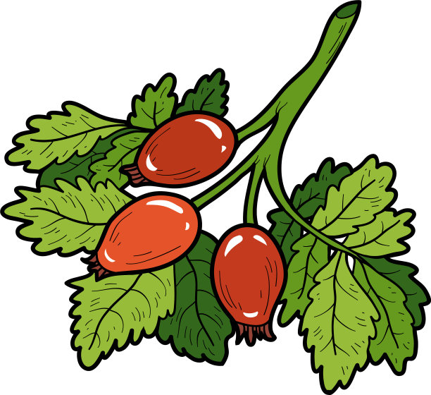 彩色图像卡通浆果玫瑰果图片下载