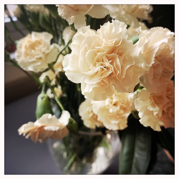 鲜切康乃馨图片下载