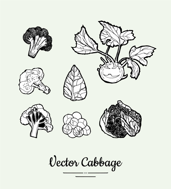 白菜手绘黑白套图片下载