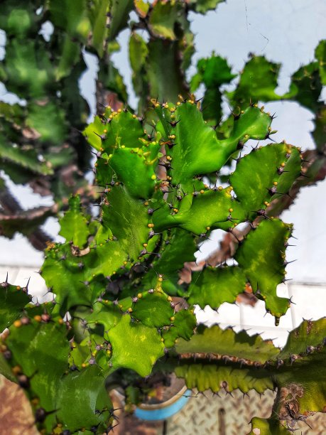 迷你仙人掌图片下载