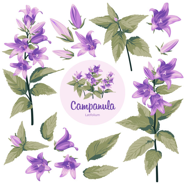 风铃花-花孤立在白色背景上图片下载