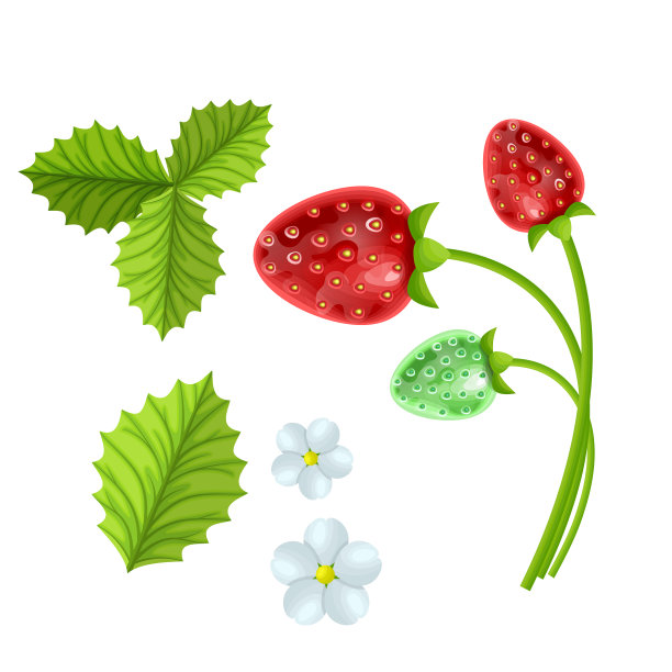 草莓果实与花和绿色图片下载