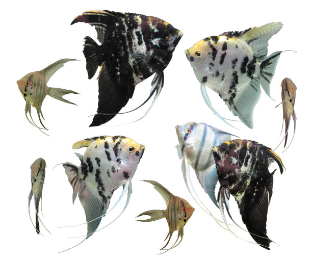 标量孤立图片下载