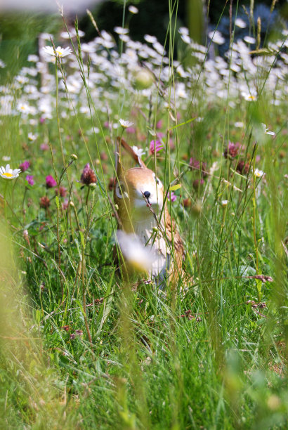 拉皮诺斯图片下载