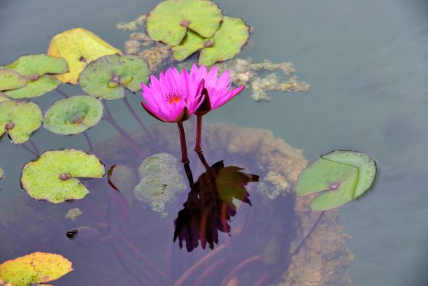 粉红百合图片下载