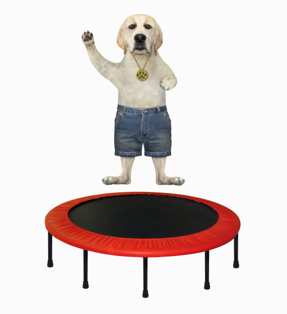 穿着短裤的狗在蹦床上跳图片下载